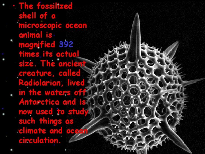  • The fossilized shell of a microscopic ocean animal is magnified 392 times