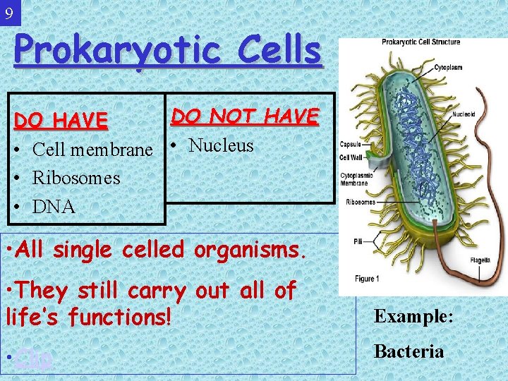 9 Prokaryotic Cells DO NOT HAVE DO HAVE • Cell membrane • Nucleus •