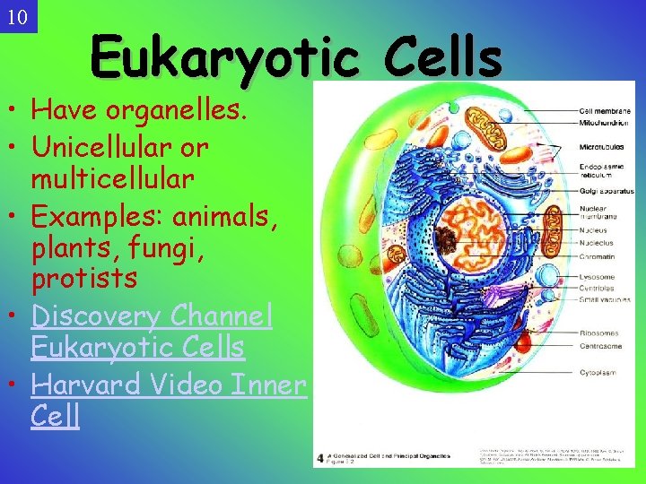 10 Eukaryotic Cells • Have organelles. • Unicellular or multicellular • Examples: animals, plants,