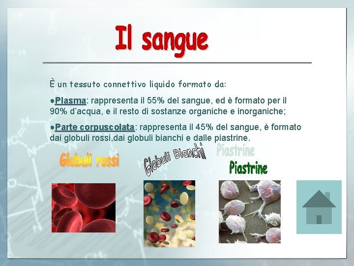 È un tessuto connettivo liquido formato da: ●Plasma: Plasma rappresenta il 55% del sangue,