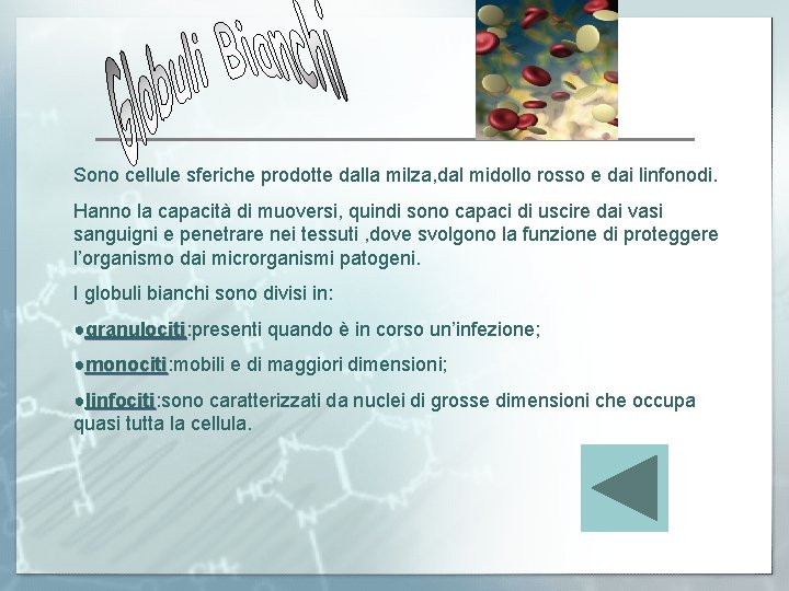 Sono cellule sferiche prodotte dalla milza, dal midollo rosso e dai linfonodi. Hanno la