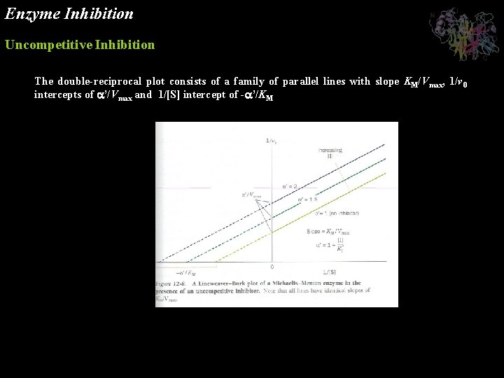 Enzyme Inhibition Uncompetitive Inhibition The double-reciprocal plot consists of a family of parallel lines