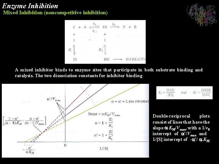 Enzyme Inhibition Mixed Inhibition (noncompetitive inhibition) A mixed inhibitor binds to enzyme sites that