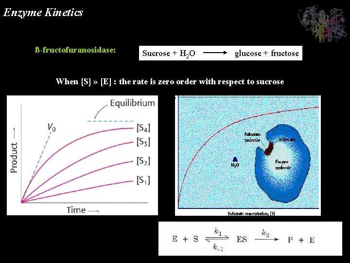 Enzyme Kinetics ß-fructofuranosidase: Sucrose + H 2 O glucose + fructose When [S] »