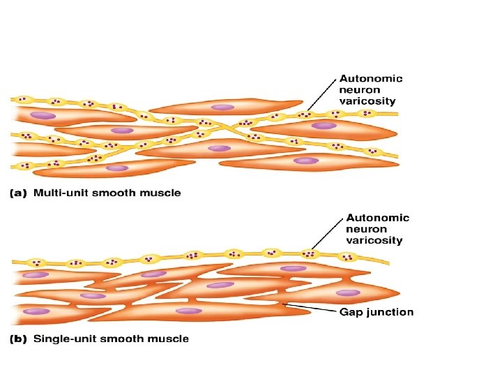 Smooth muscle Smooth Muscle A fusiform fibers B
