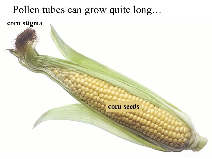 Pollen tubes can grow quite long… corn stigma corn seeds 