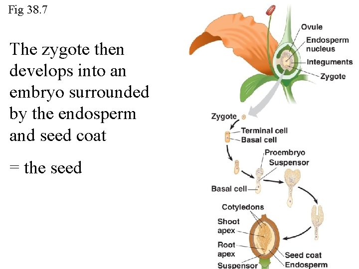 Fig 38. 7 The zygote then develops into an embryo surrounded by the endosperm