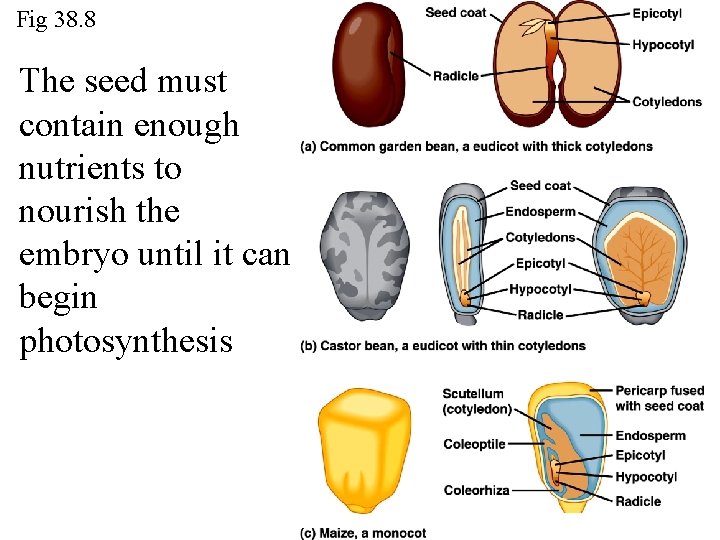 Fig 38. 8 The seed must contain enough nutrients to nourish the embryo until