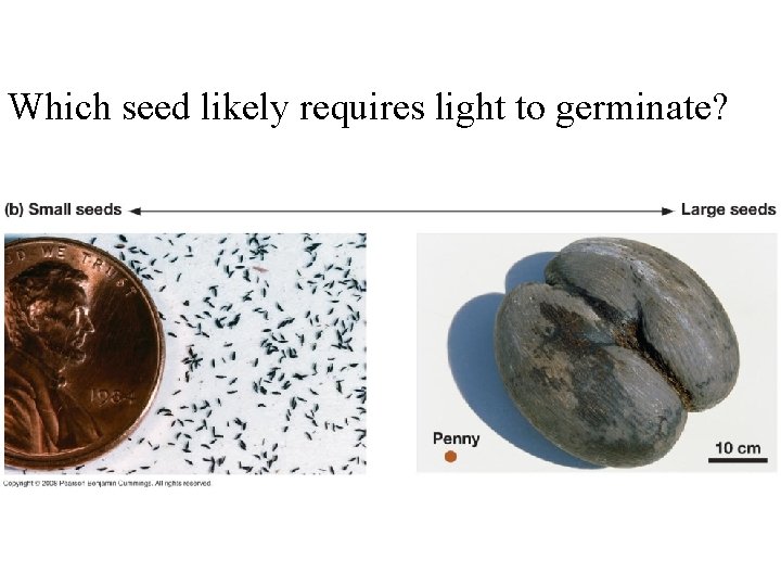 Which seed likely requires light to germinate? 