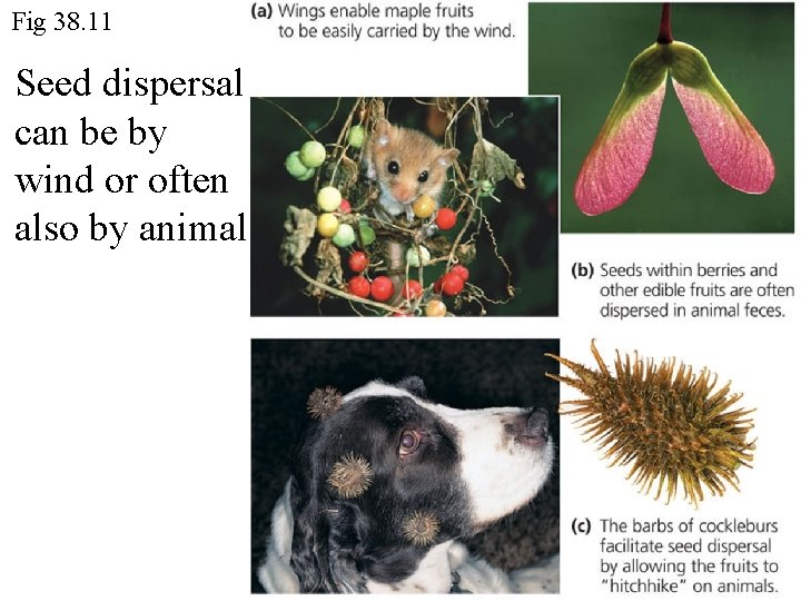 Fig 38. 11 Seed dispersal can be by wind or often also by animal