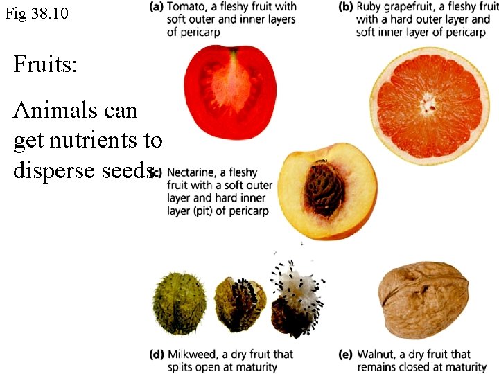 Fig 38. 10 Fruits: Animals can get nutrients to disperse seeds 