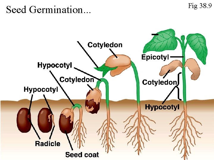 Seed Germination. . . Fig 38. 9 