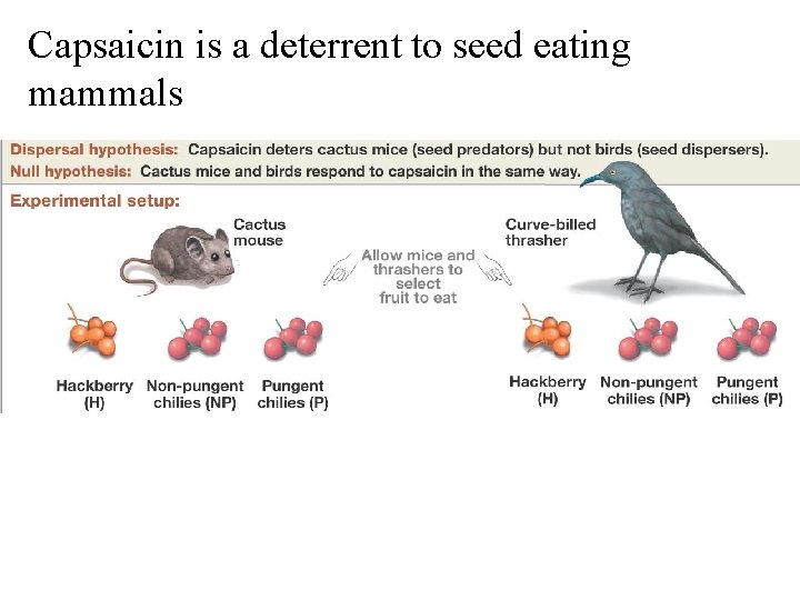 Capsaicin is a deterrent to seed eating mammals 