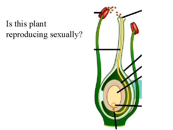 Is this plant reproducing sexually? 