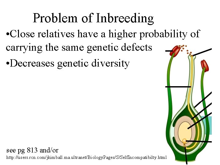 Problem of Inbreeding • Close relatives have a higher probability of carrying the same