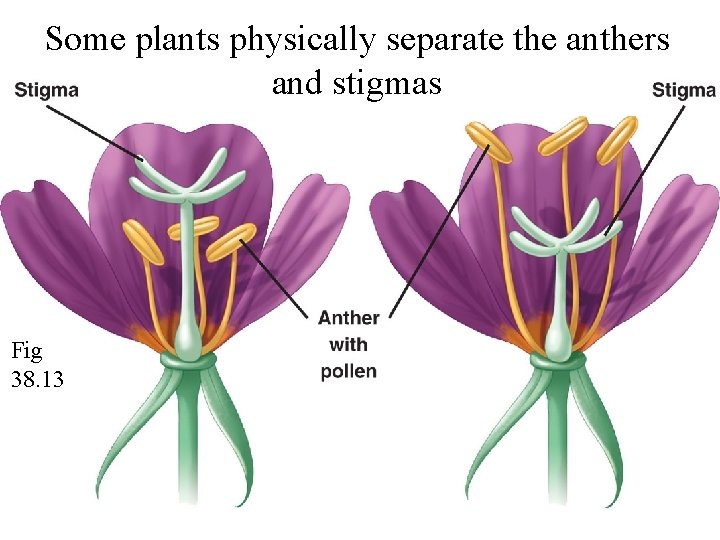 Some plants physically separate the anthers and stigmas Fig 38. 13 