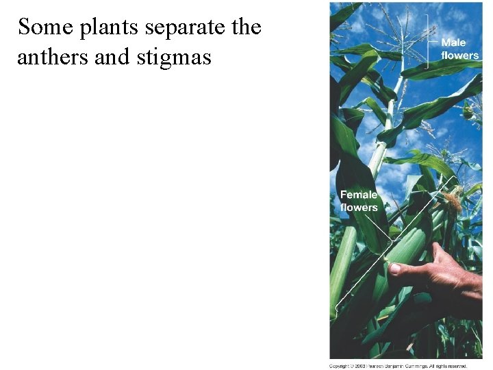 Some plants separate the anthers and stigmas 