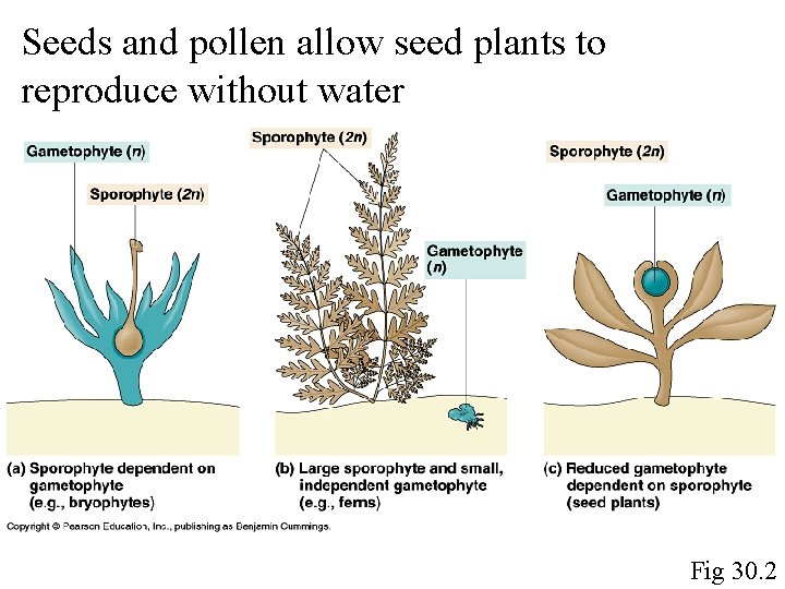 Seeds and pollen allow seed plants to reproduce without water Fig 30. 2 