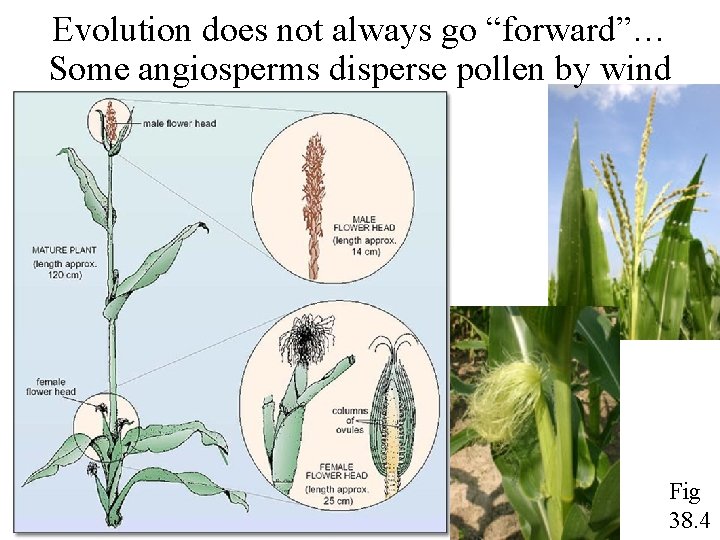Evolution does not always go “forward”… Some angiosperms disperse pollen by wind Fig 38.