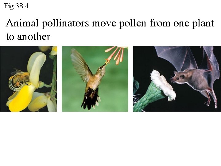 Fig 38. 4 Animal pollinators move pollen from one plant to another 