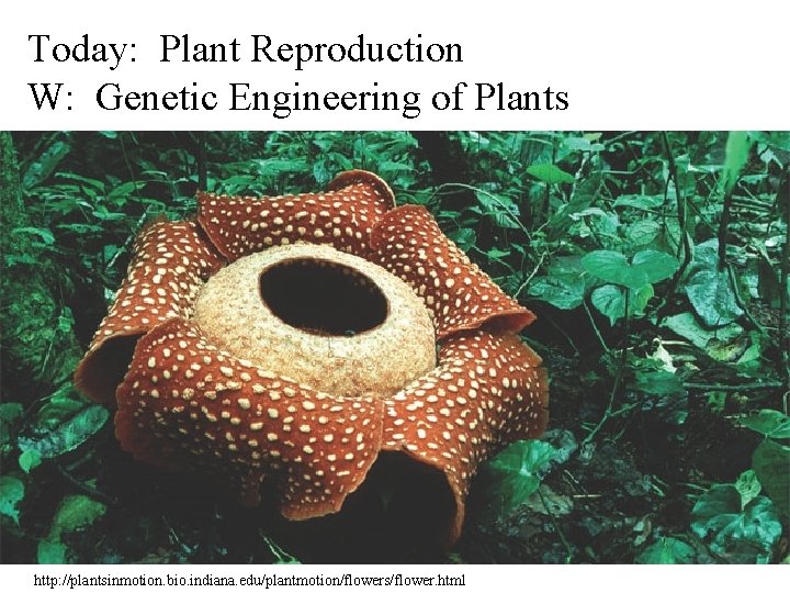 Today: Plant Reproduction W: Genetic Engineering of Plants http: //plantsinmotion. bio. indiana. edu/plantmotion/flowers/flower. html