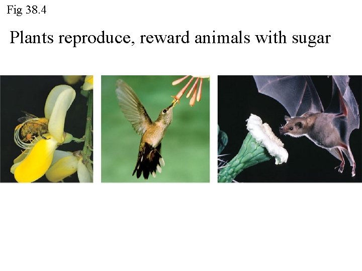 Fig 38. 4 Plants reproduce, reward animals with sugar 