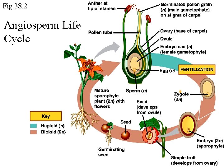 Fig 38. 2 Angiosperm Life Cycle 