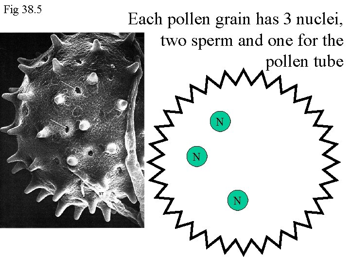 Fig 38. 5 Each pollen grain has 3 nuclei, two sperm and one for