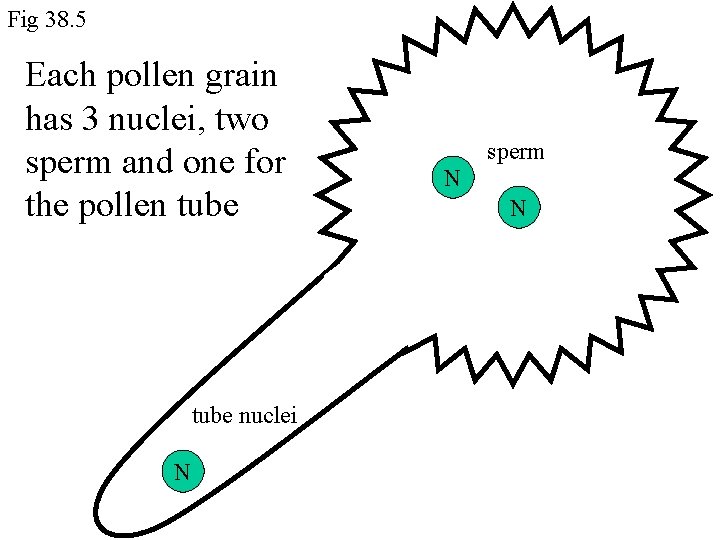 Fig 38. 5 Each pollen grain has 3 nuclei, two sperm and one for