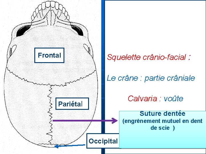 Frontal Squelette crânio-facial : Le crâne : partie crâniale Calvaria : voûte Pariétal Suture