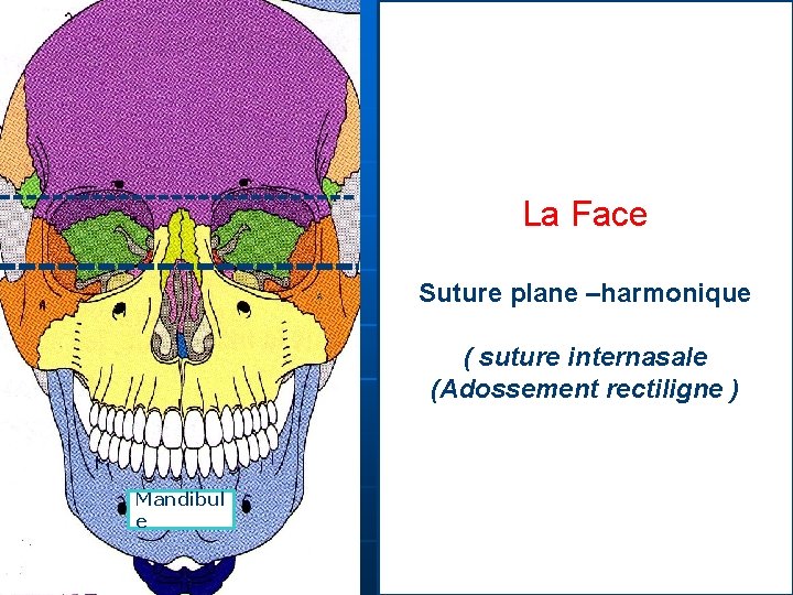 La Face Suture plane –harmonique ( suture internasale (Adossement rectiligne ) Mandibul e 