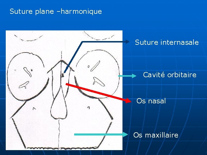 Suture plane –harmonique Suture internasale Cavité orbitaire Os nasal Os maxillaire 