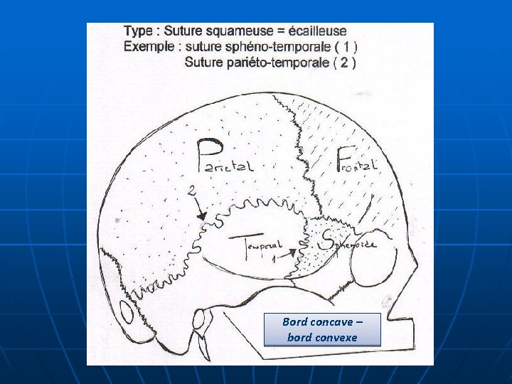 Bord concave – bord convexe 