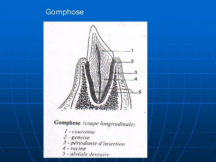 Gomphose 