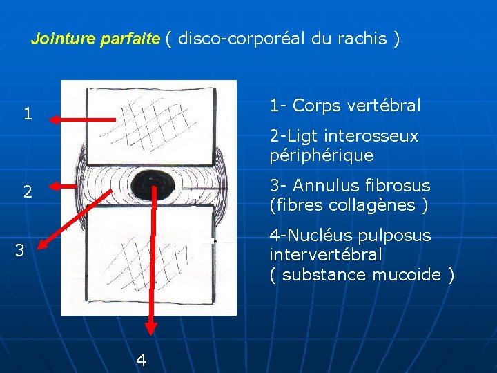 Jointure parfaite ( disco-corporéal du rachis ) 1 - Corps vertébral 1 2 -Ligt