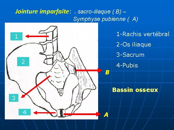 Jointure imparfaite: . sacro-iliaque ( B) – Symphyse pubienne ( A) 1 1 1