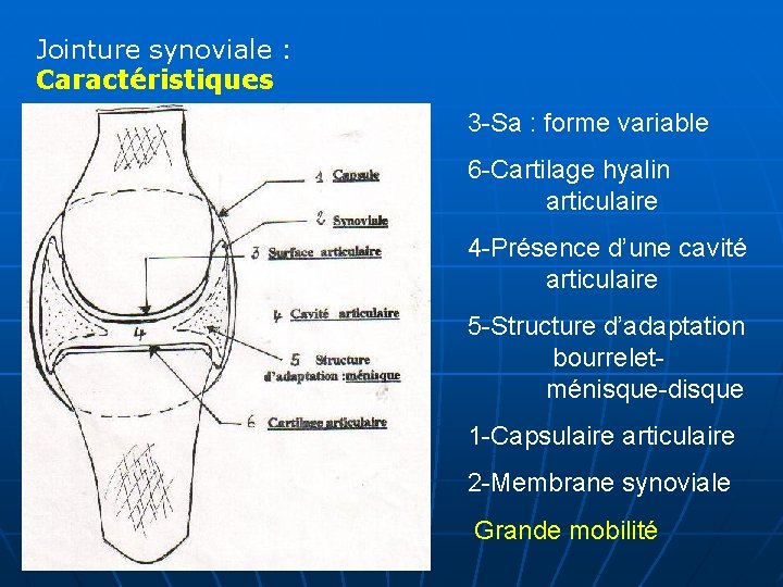 Jointure synoviale : Caractéristiques 3 -Sa : forme variable 6 -Cartilage hyalin articulaire 4