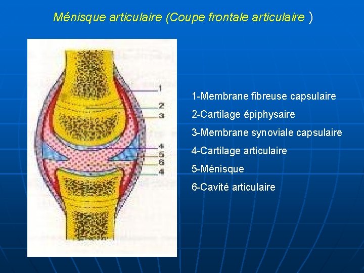 Ménisque articulaire (Coupe frontale articulaire ) 1 -Membrane fibreuse capsulaire 2 -Cartilage épiphysaire 3