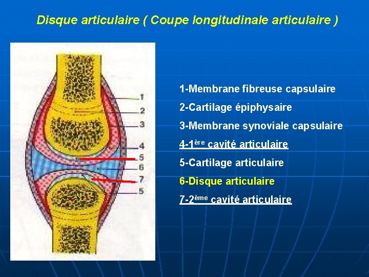 Disque articulaire ( Coupe longitudinale articulaire ) 1 -Membrane fibreuse capsulaire 2 -Cartilage épiphysaire