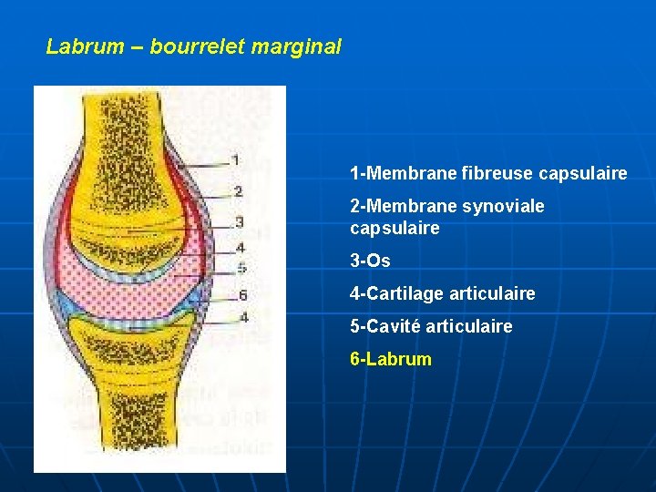 Labrum – bourrelet marginal 1 -Membrane fibreuse capsulaire 2 -Membrane synoviale capsulaire 3 -Os