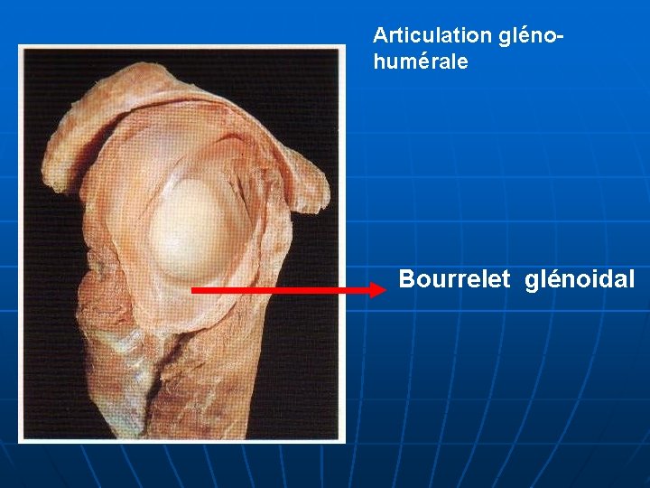 Articulation glénohumérale Bourrelet glénoidal 