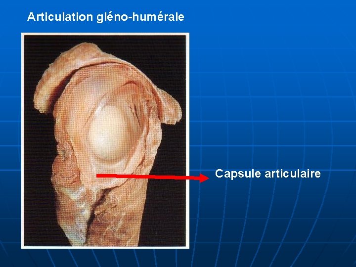 Articulation gléno-humérale Capsule articulaire 