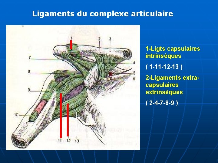 Ligaments du complexe articulaire 1 -Ligts capsulaires intrinsèques ( 1 -11 -12 -13 )