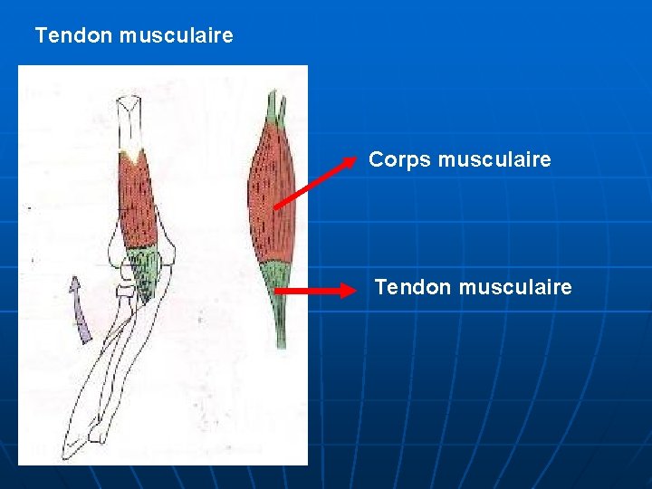 Tendon musculaire Corps musculaire Tendon musculaire 