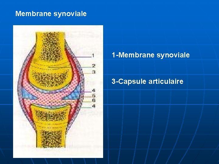 Membrane synoviale 1 -Membrane synoviale 3 -Capsule articulaire 