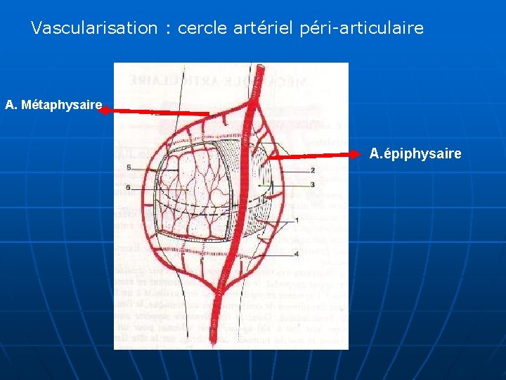 Vascularisation : cercle artériel péri-articulaire A. Métaphysaire A. épiphysaire 