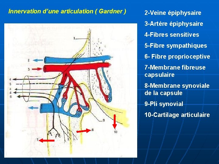 Innervation d’une articulation ( Gardner ) 2 -Veine épiphysaire 3 -Artère épiphysaire 4 -Fibres