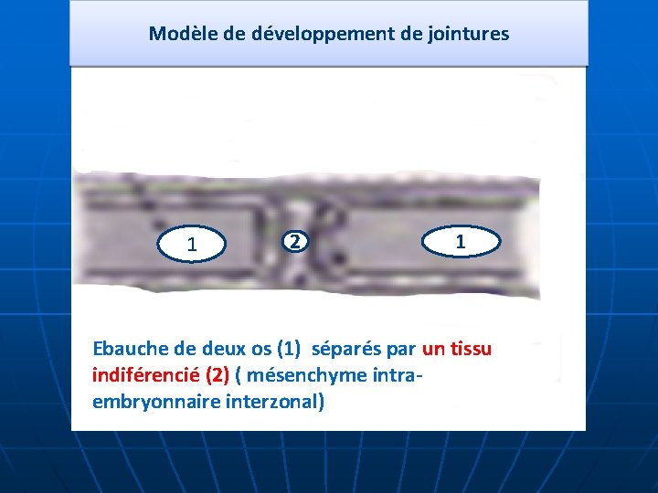 Modèle de développement de jointures 1 2 1 Ebauche de deux os (1) séparés