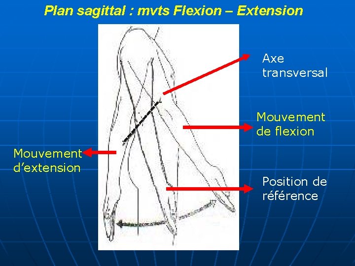 Plan sagittal : mvts Flexion – Extension Axe transversal Mouvement de flexion Mouvement d’extension