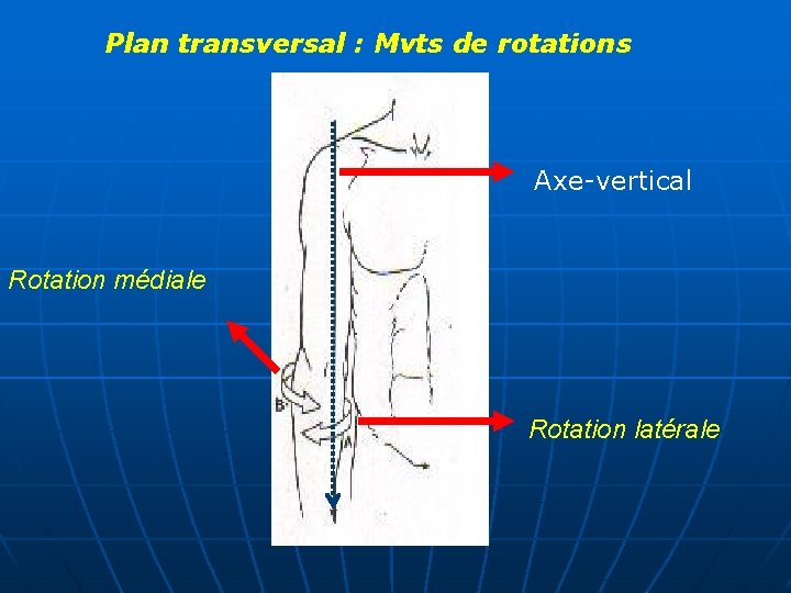 Plan transversal : Mvts de rotations Axe-vertical Rotation médiale Rotation latérale 